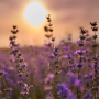 Lavanda – ljubičasto zlato
